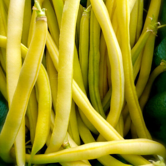 Krūmu sviesta pupiņas ROCDOR 200 g Vilmorin